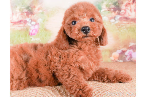 成約済の茨城県のトイプードル-284418の3枚目